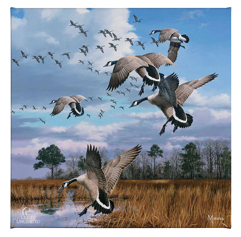 Canada Geese- Atlantic Flyway Gallery Wrapped Canvas - Official Ducks Unlimited Art