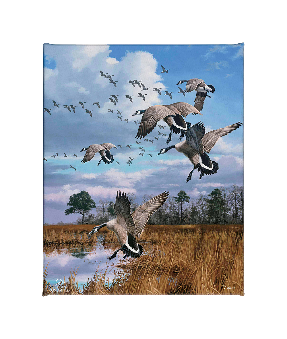 Canada Geese- Atlantic Flyway Gallery Wrapped Canvas - Official Ducks Unlimited Art