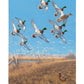 Courtship Flight - Mallard Gallery Wrapped Canvas - Official Ducks Unlimited Art