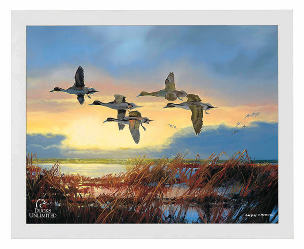 Dawn Patrol - Pintails Art Prints - Official Ducks Unlimited Art
