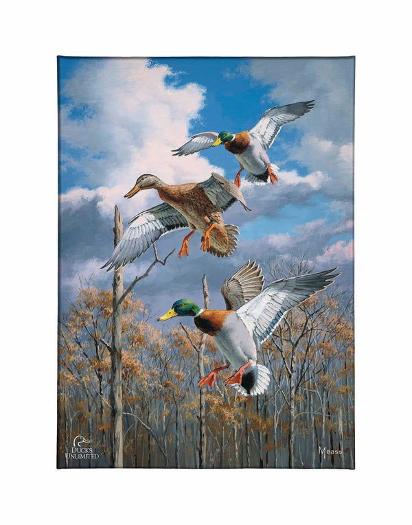 Descending Trio - Mallards Gallery Wrapped Canvas - Official Ducks Unlimited Art