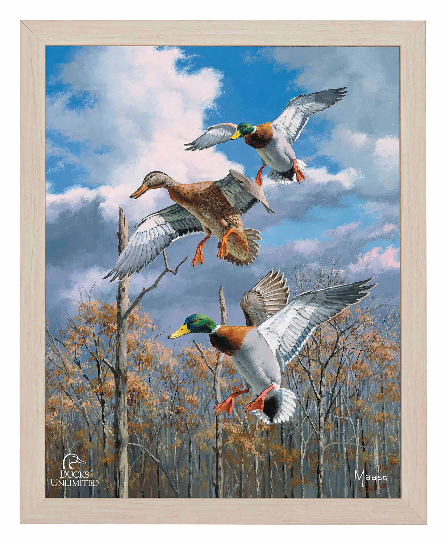 Descending Trio Mallards Art Prints - Official Ducks Unlimited Art
