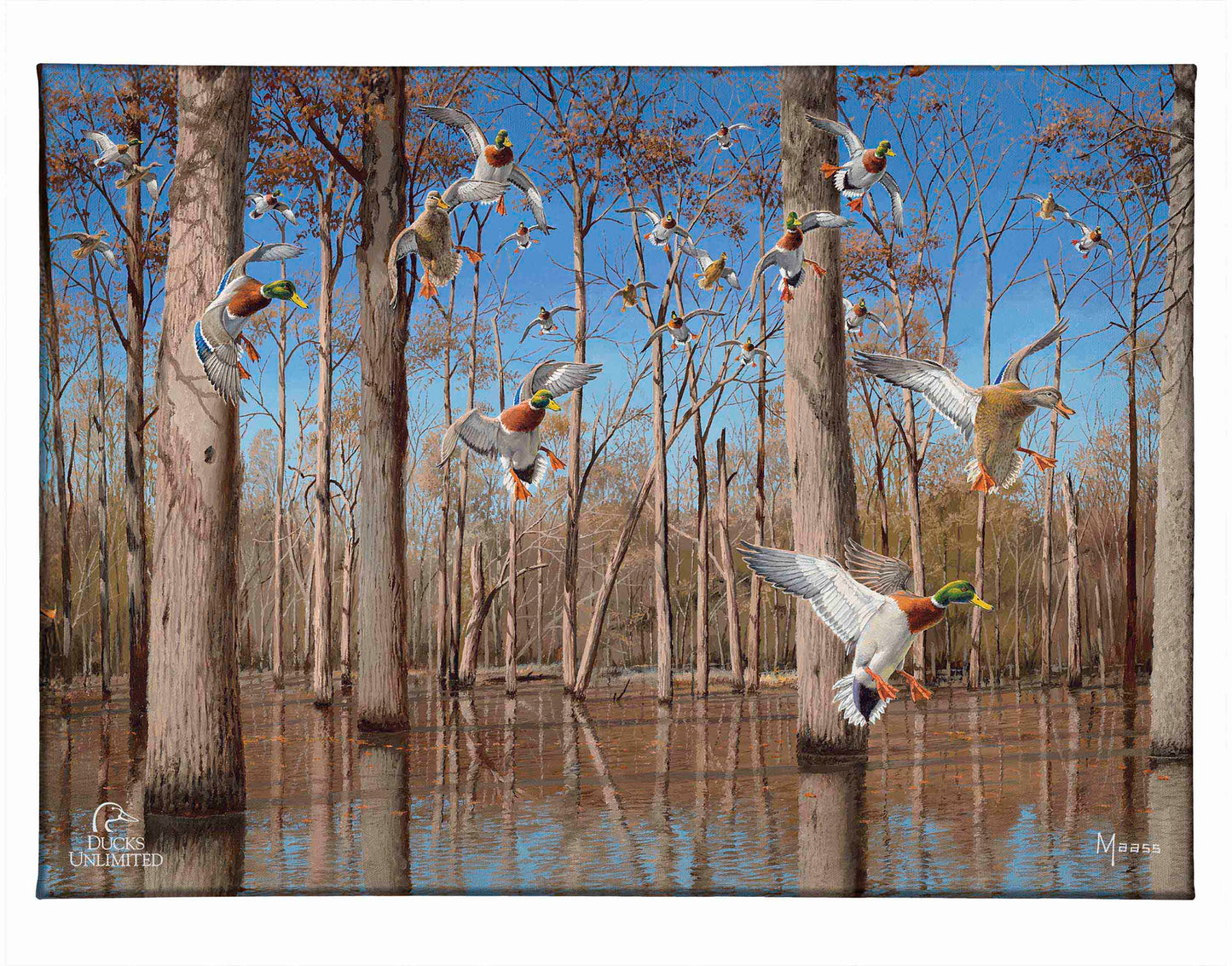 Down from the North - Mallards Gallery Wrapped Canvas - Official Ducks Unlimited Art