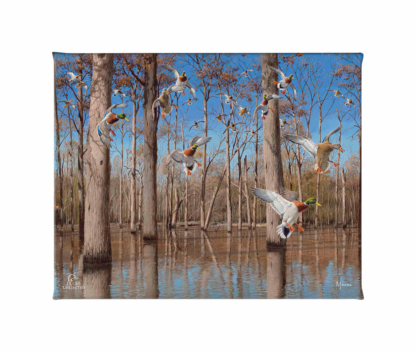 Down from the North - Mallards Gallery Wrapped Canvas - Official Ducks Unlimited Art
