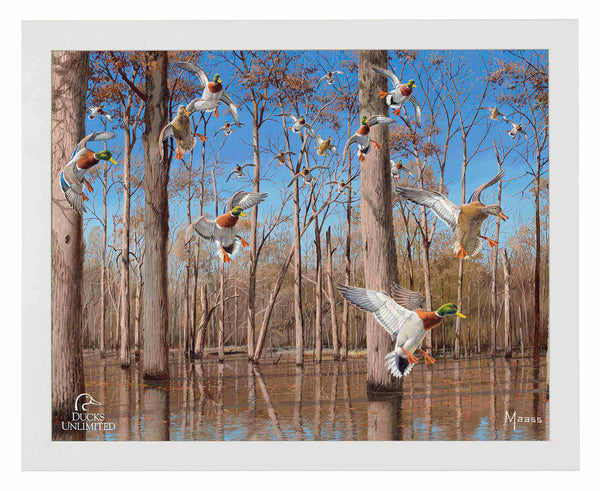 Down from the North - Mallards Art Prints - Official Ducks Unlimited Art