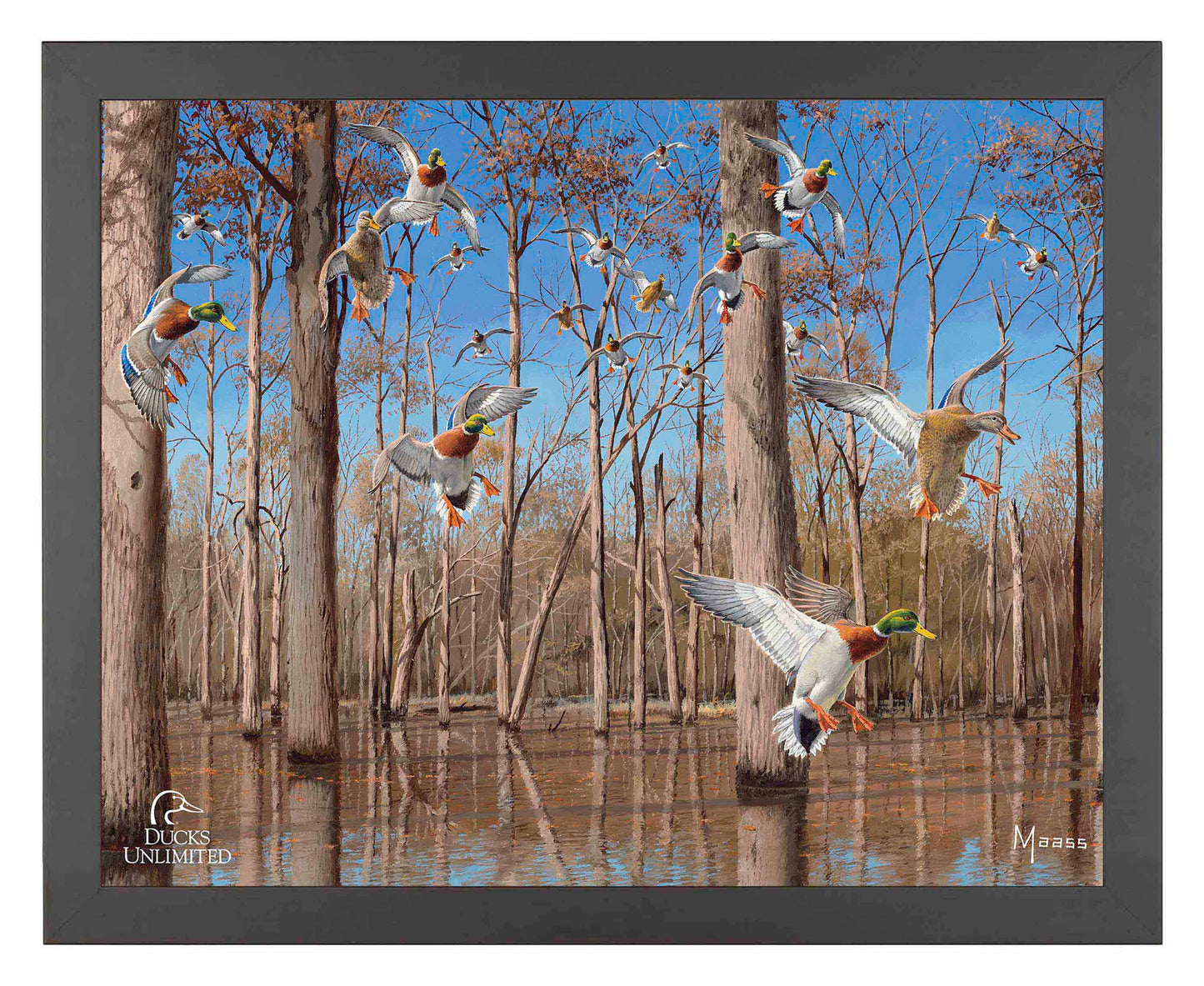Down from the North - Mallards Art Prints - Official Ducks Unlimited Art