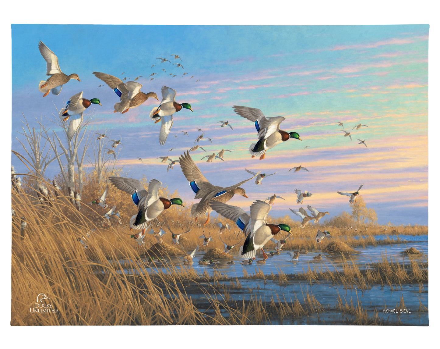 Dropping in Mallards Gallery Wrapped Canvas - Official Ducks Unlimited Art