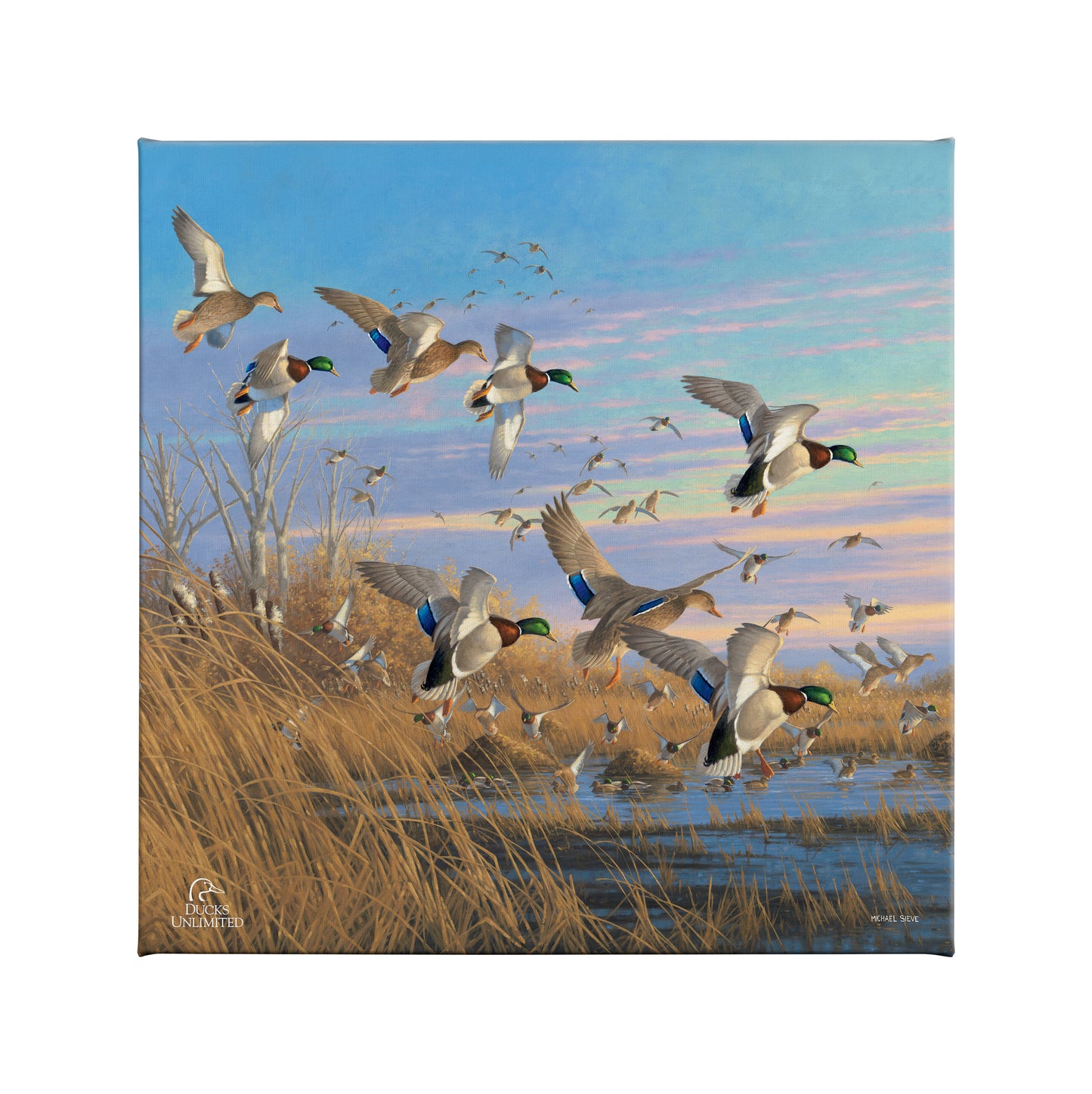 Dropping in Mallards Gallery Wrapped Canvas - Official Ducks Unlimited Art