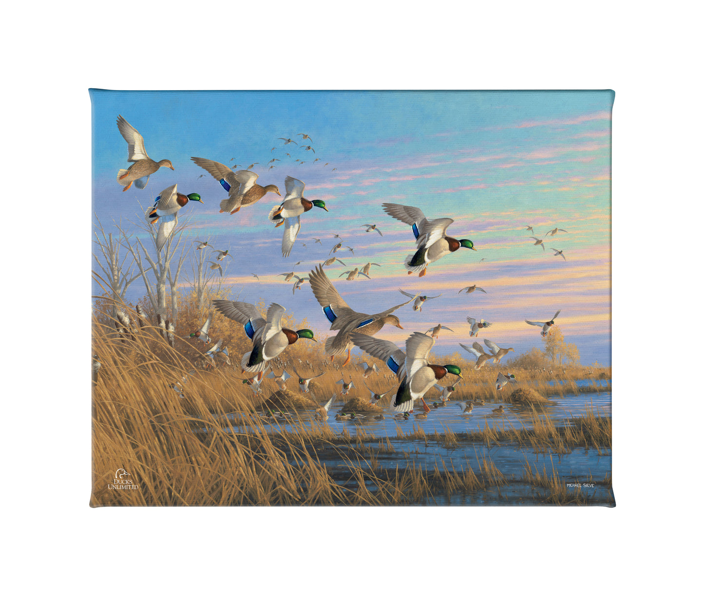 Dropping in Mallards Gallery Wrapped Canvas - Official Ducks Unlimited Art