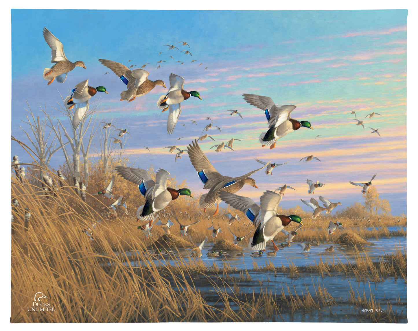 Dropping in Mallards Gallery Wrapped Canvas - Official Ducks Unlimited Art