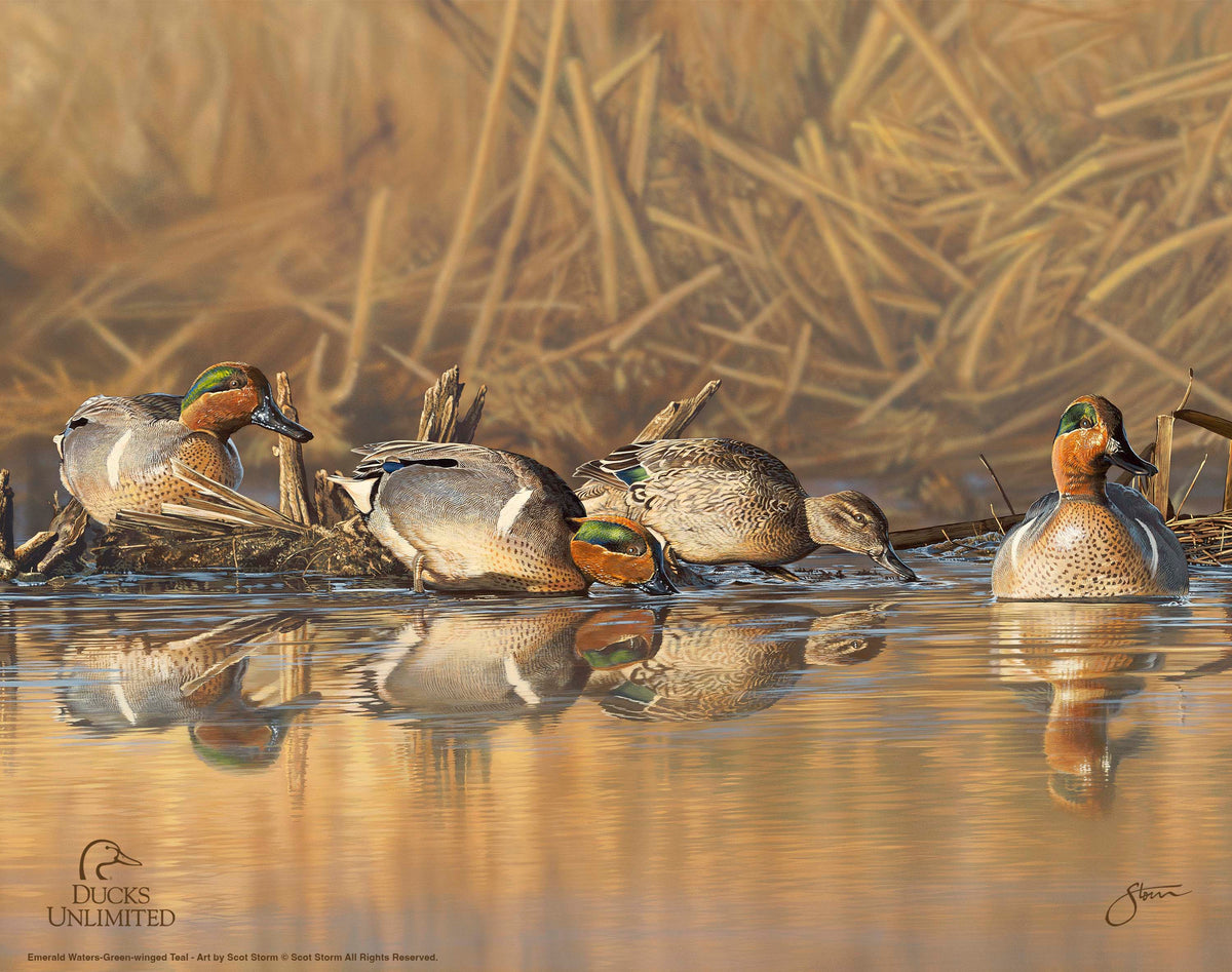Emerald Waters Art Prints - Official Ducks Unlimited Art