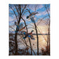 Evening Flight - Wood Ducks Gallery Wrapped Canvas - Official Ducks Unlimited Art