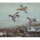 Finding Open Water - Mallards Gallery Wrapped Canvas - Official Ducks Unlimited Art