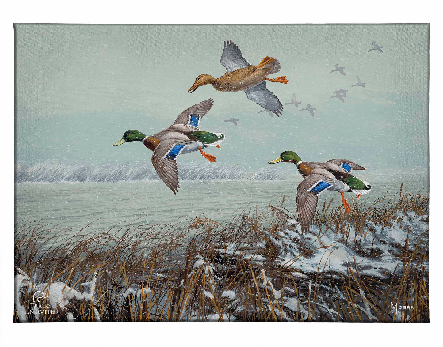 Finding Open Water - Mallards Gallery Wrapped Canvas - Official Ducks Unlimited Art
