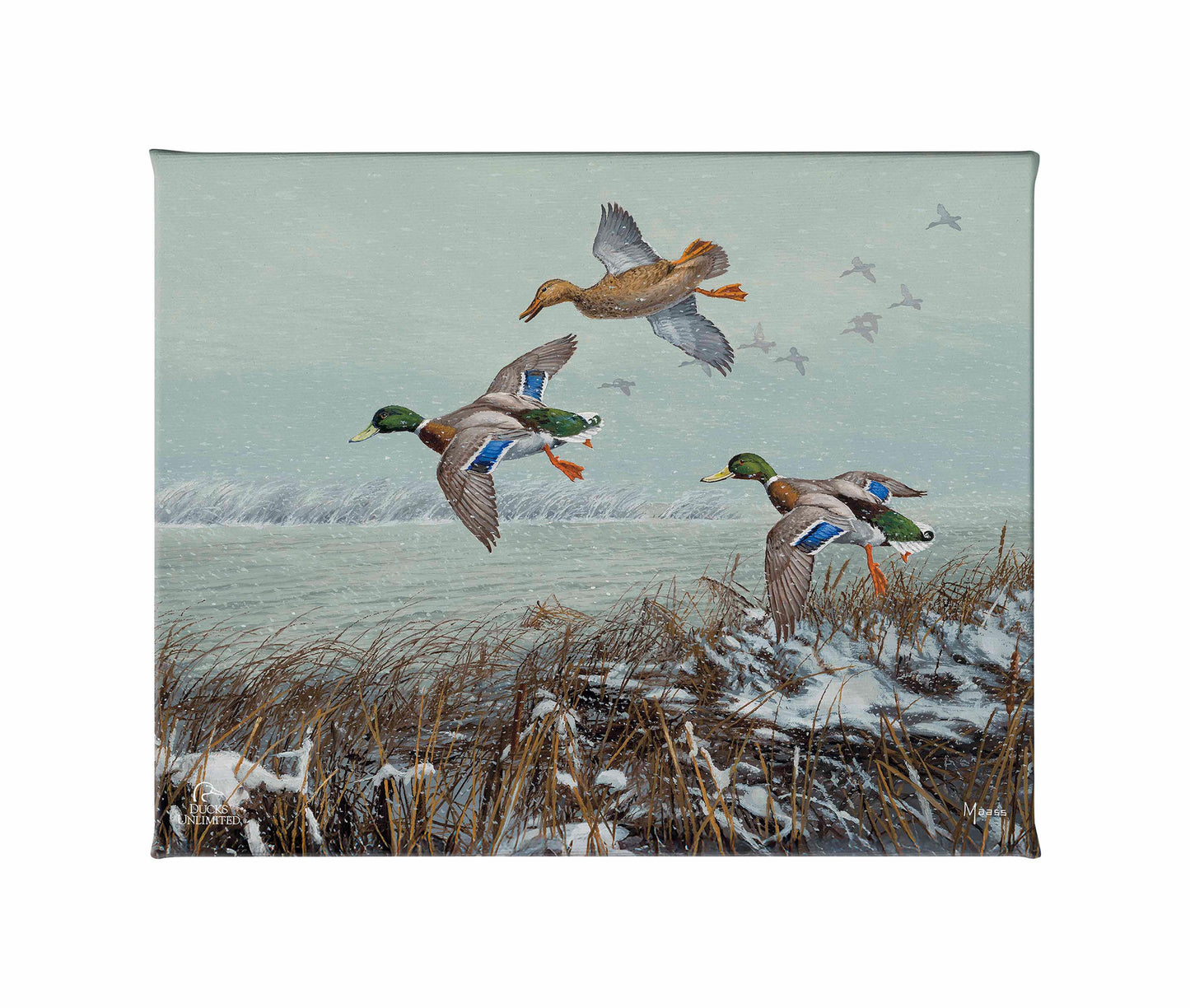 Finding Open Water - Mallards Gallery Wrapped Canvas - Official Ducks Unlimited Art