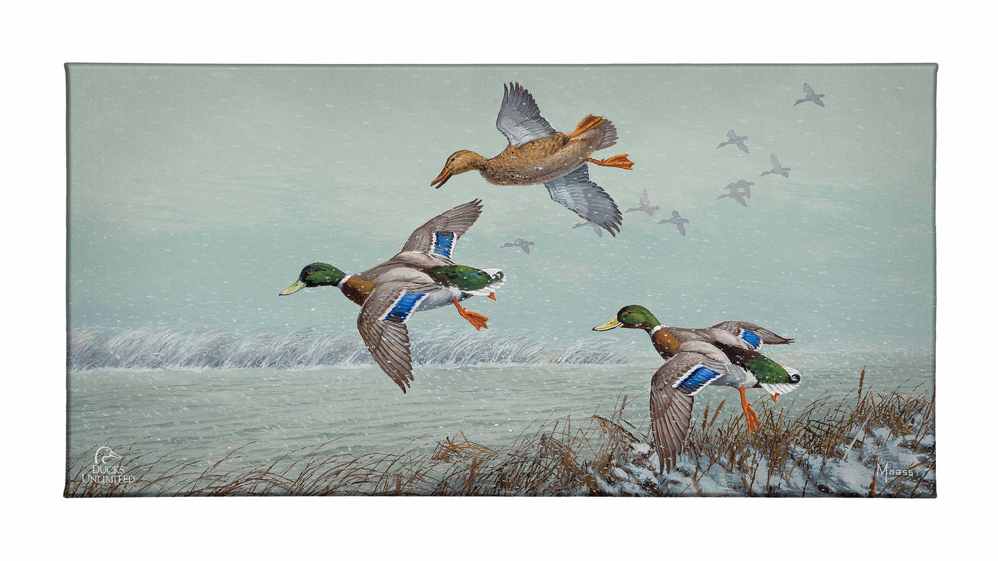 Finding Open Water - Mallards Gallery Wrapped Canvas - Official Ducks Unlimited Art