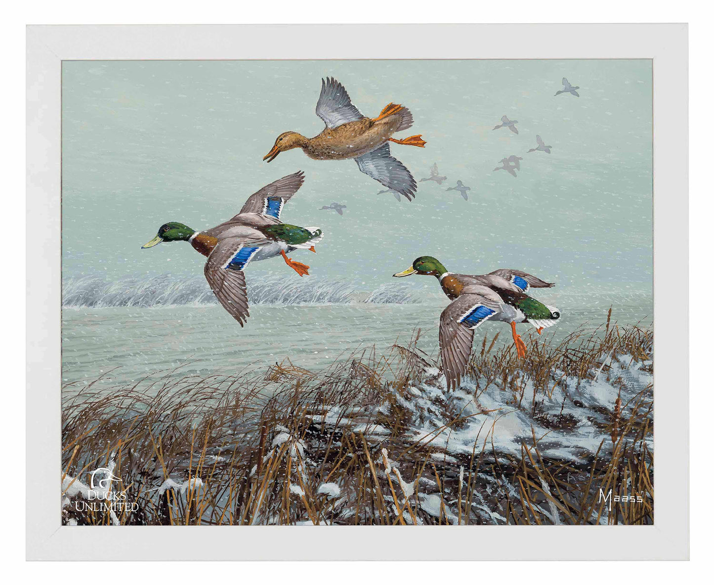 Finding Open Water Mallards Art Prints - Official Ducks Unlimited Art