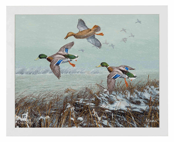 Finding Open Water Mallards Art Prints - Official Ducks Unlimited Art