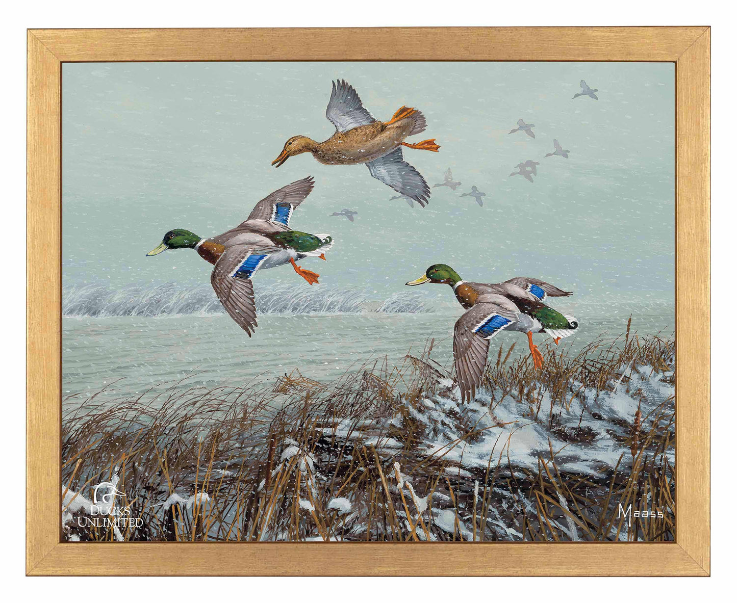Finding Open Water Mallards Art Prints - Official Ducks Unlimited Art