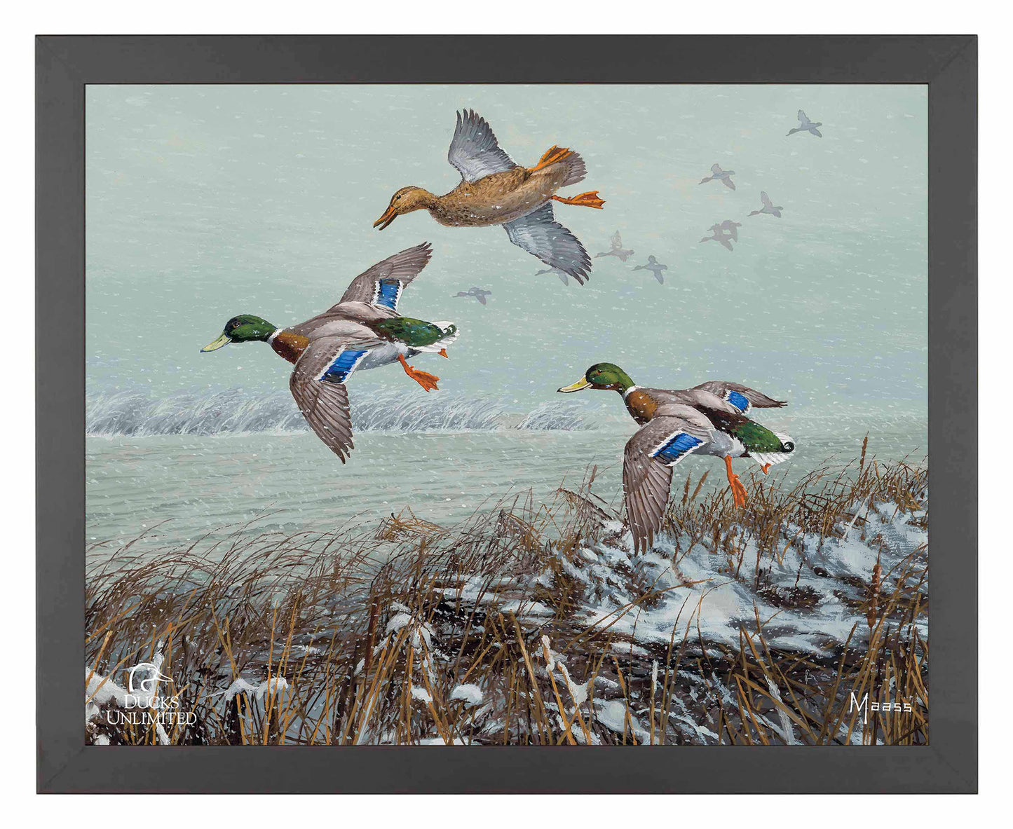 Finding Open Water Mallards Art Prints - Official Ducks Unlimited Art