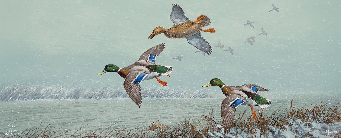 Finding Open Water Mallards 12" x 30" Wood Sign - Official Ducks Unlimited Art