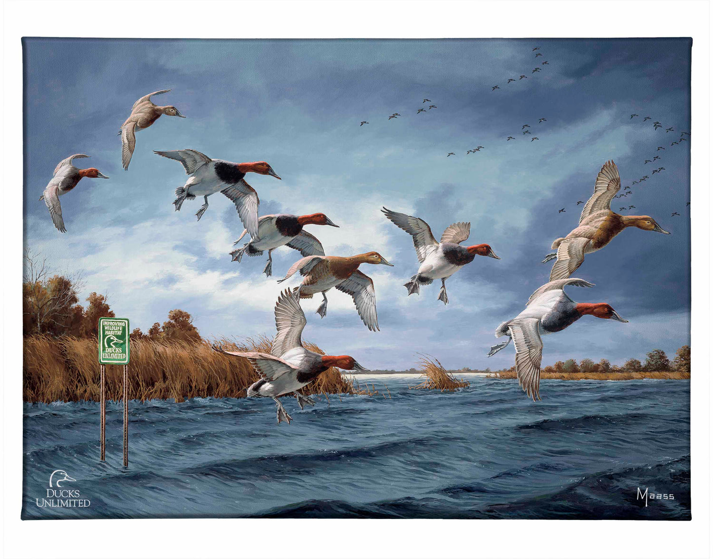 Fruits of Your Labor - Canvasbacks Gallery Wrapped Canvas - Official Ducks Unlimited Art