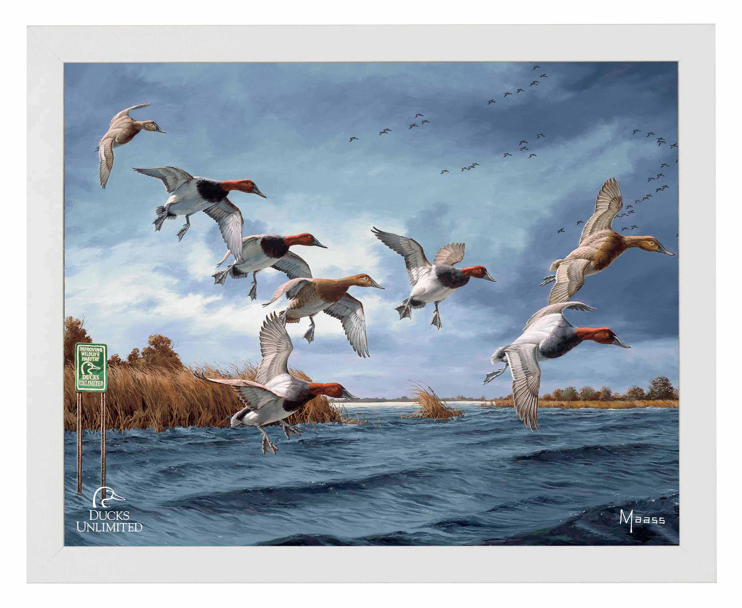 Fruits of Your Labor Canvasbacks Art Prints - Official Ducks Unlimited Art