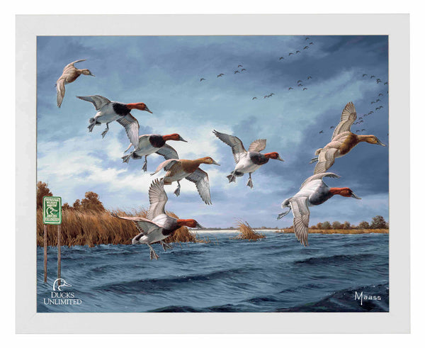 Fruits of Your Labor Canvasbacks Art Prints - Official Ducks Unlimited Art