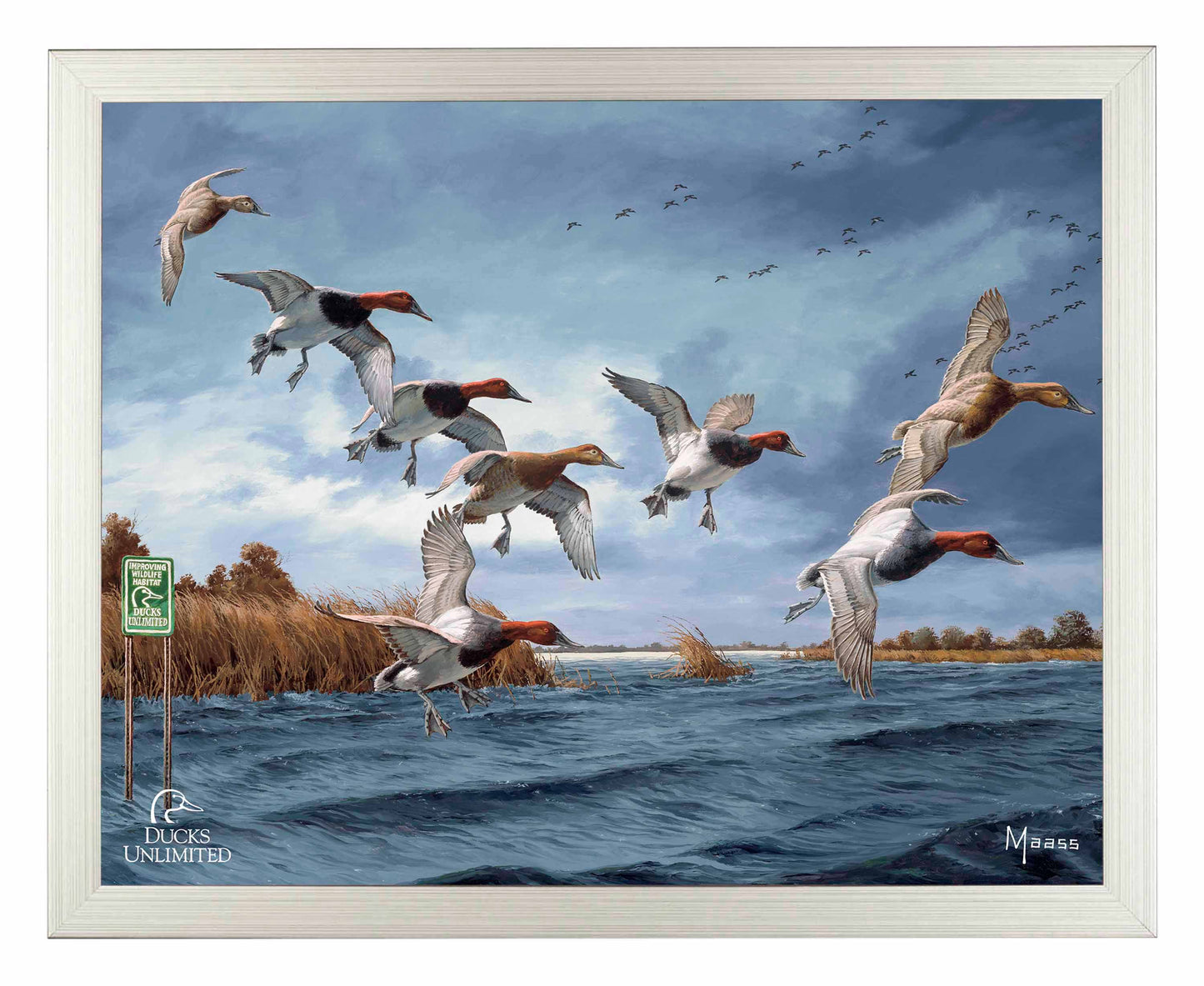 Fruits of Your Labor Canvasbacks Art Prints - Official Ducks Unlimited Art