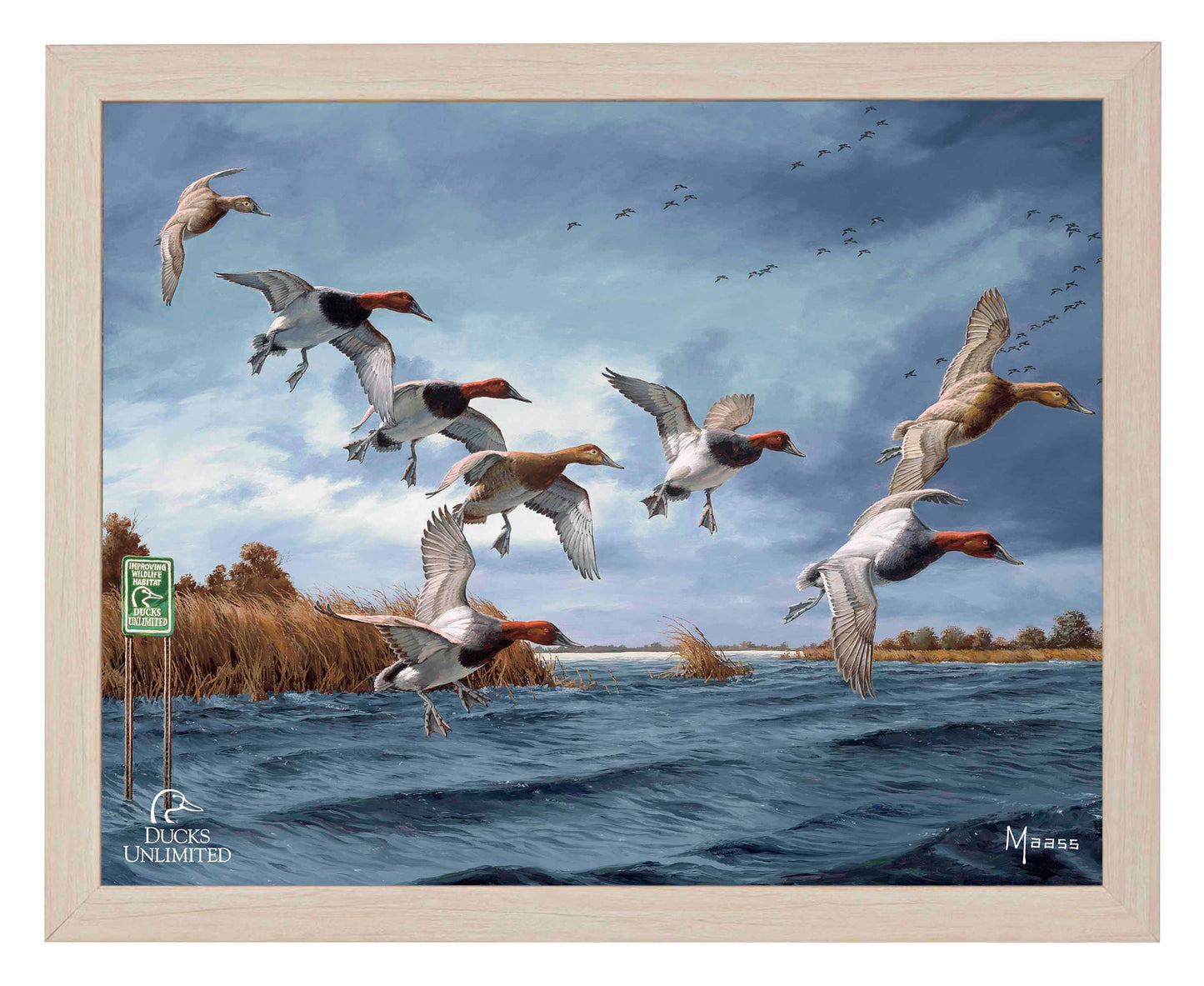 Fruits of Your Labor Canvasbacks Art Prints - Official Ducks Unlimited Art