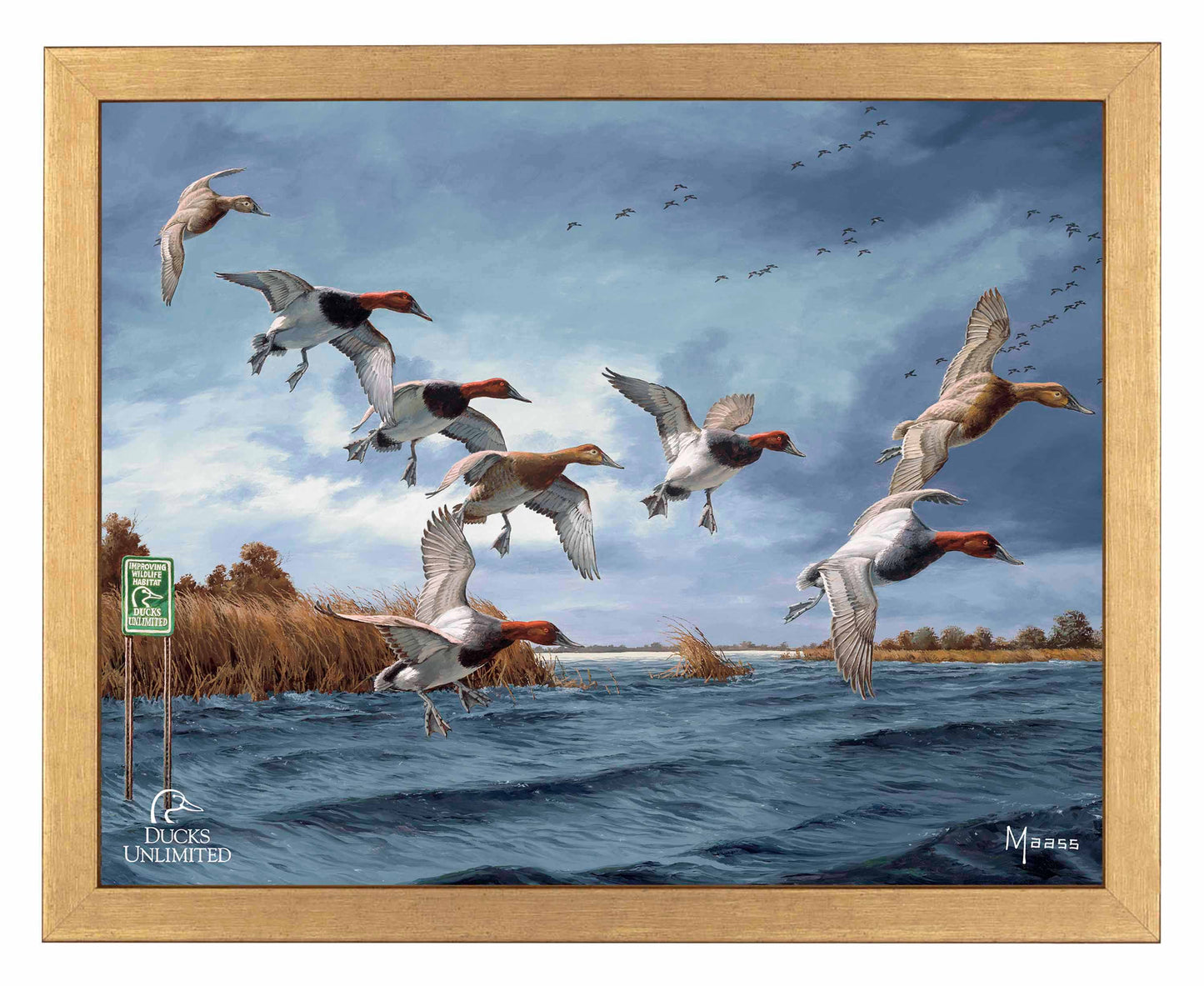 Fruits of Your Labor Canvasbacks Art Prints - Official Ducks Unlimited Art