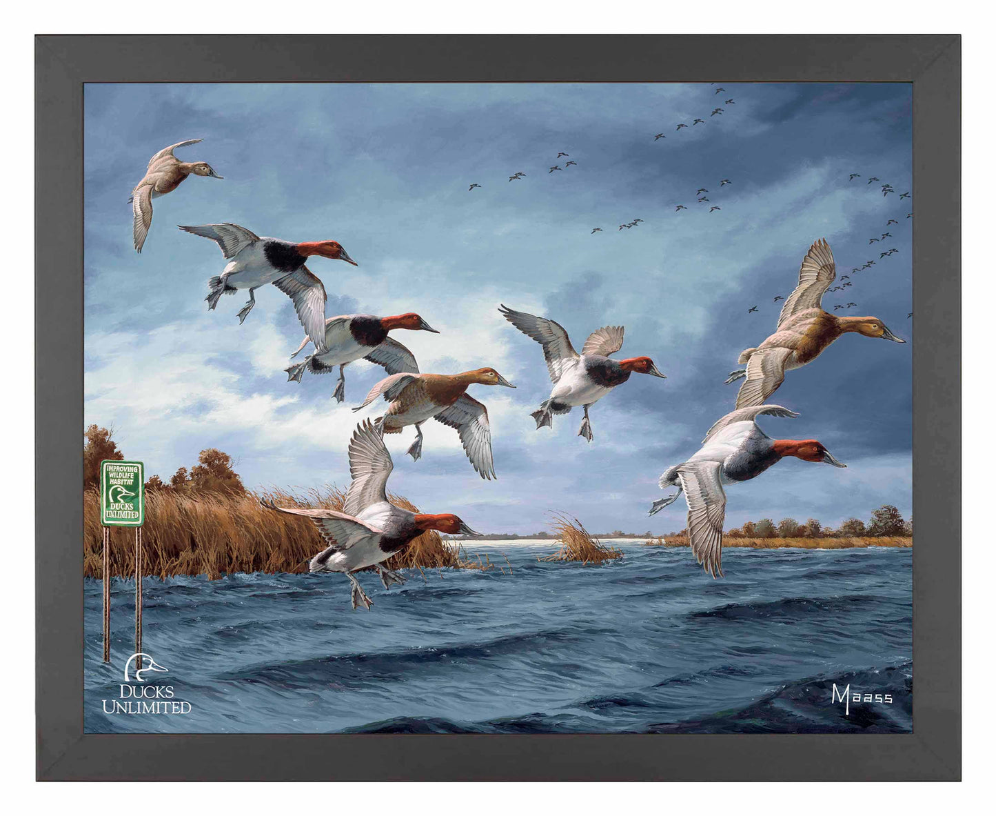Fruits of Your Labor Canvasbacks Art Prints - Official Ducks Unlimited Art