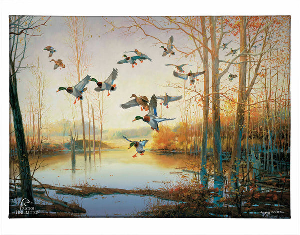 Graceful Descent Gallery Wrapped Canvas - Official Ducks Unlimited Art