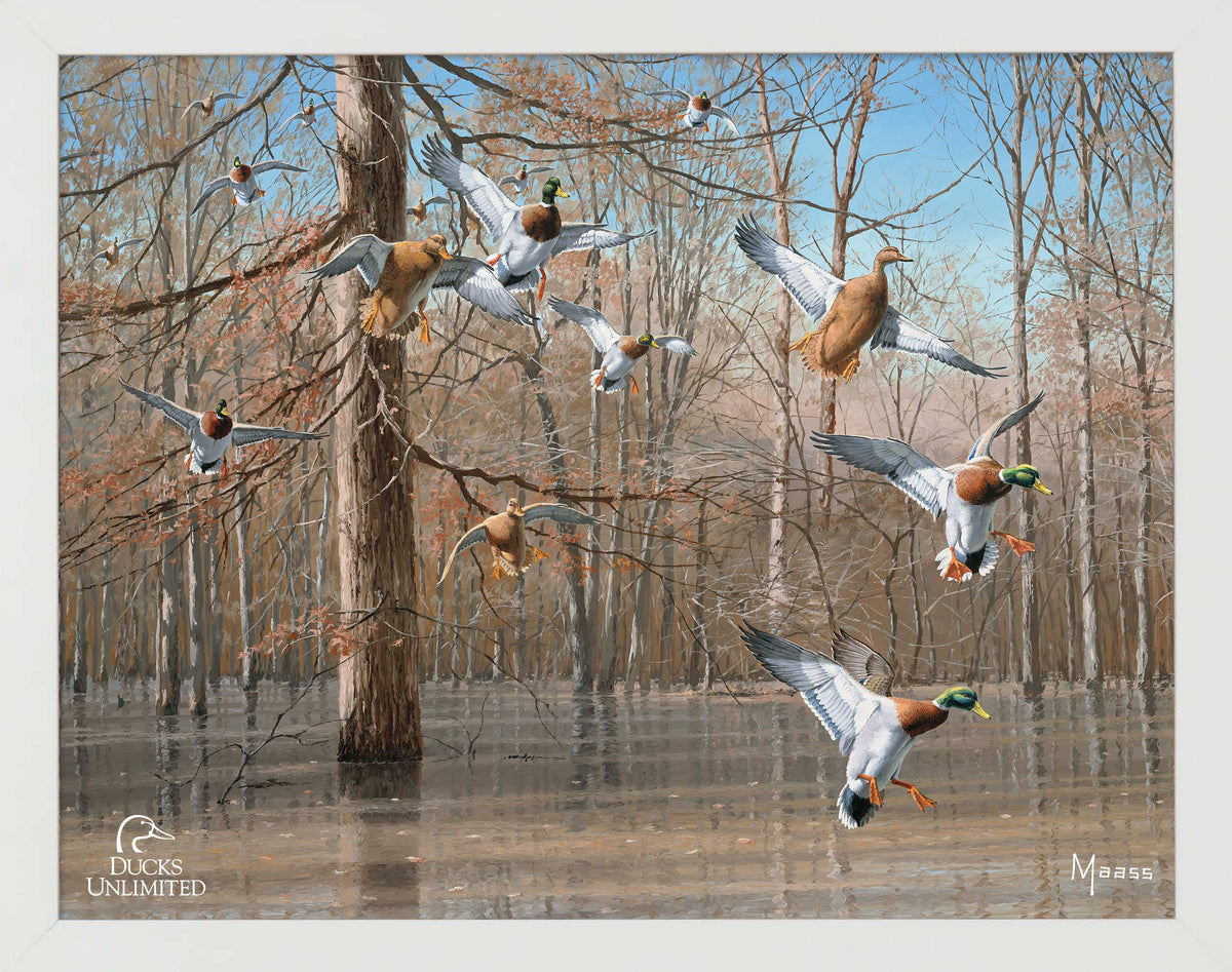 Green Timber Art Prints - Official Ducks Unlimited Art