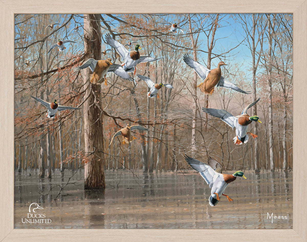Green Timber Art Prints - Official Ducks Unlimited Art
