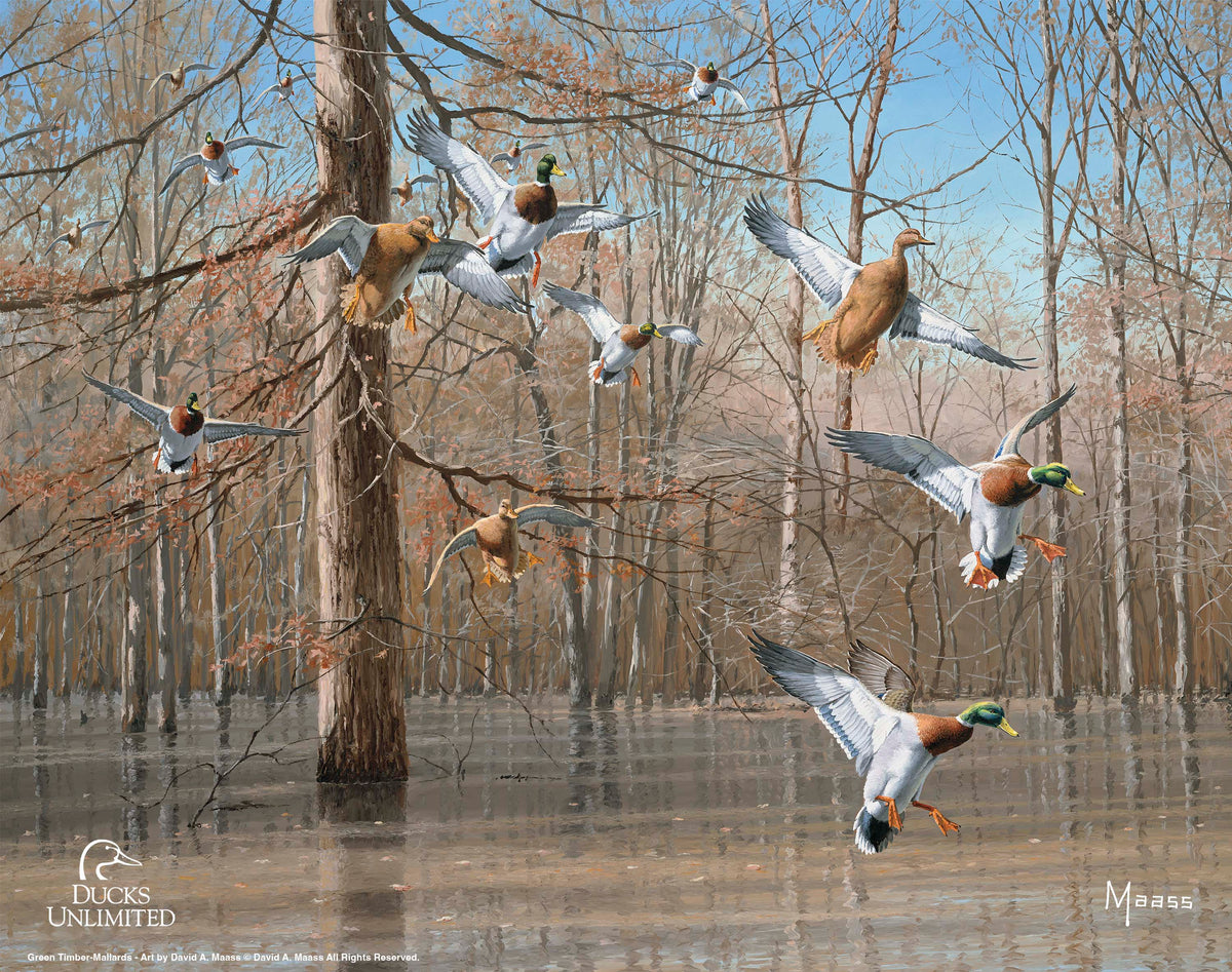 Green Timber Art Prints - Official Ducks Unlimited Art