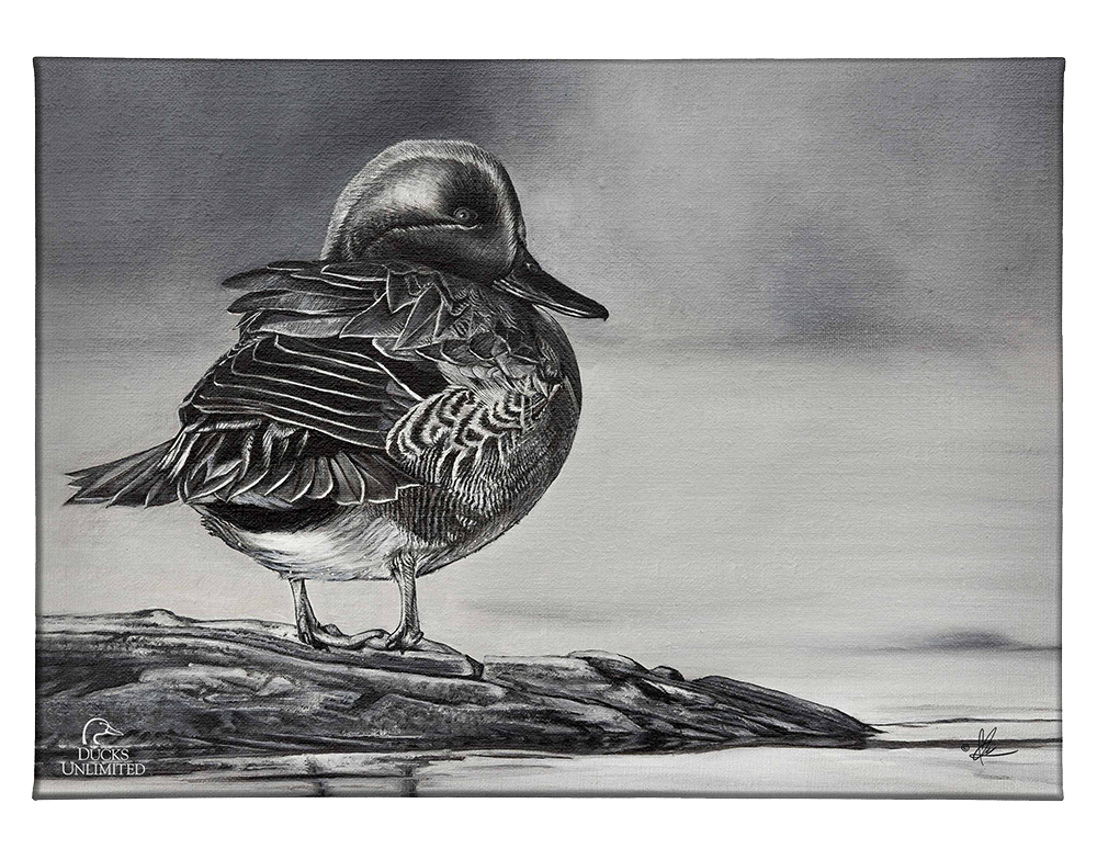 Green Winged Study Gallery Wrapped Canvas - Official Ducks Unlimited Art