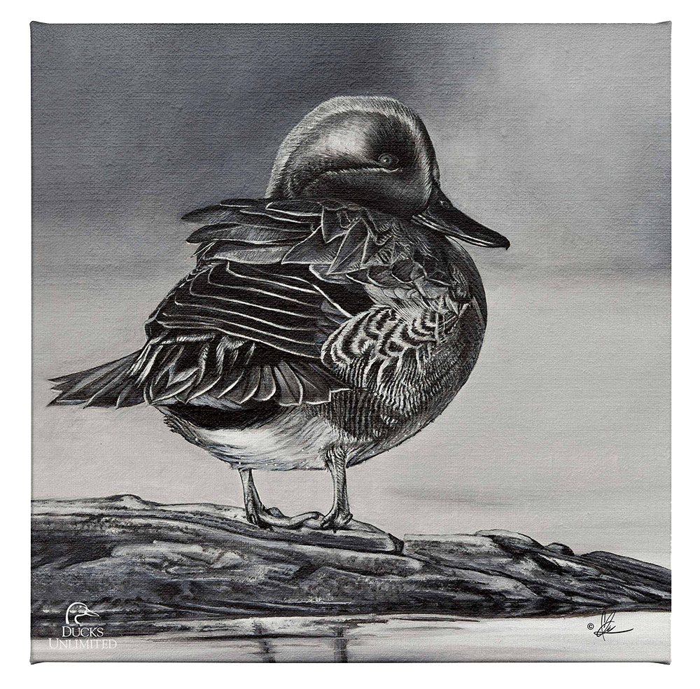 Green Winged Study Gallery Wrapped Canvas - Official Ducks Unlimited Art
