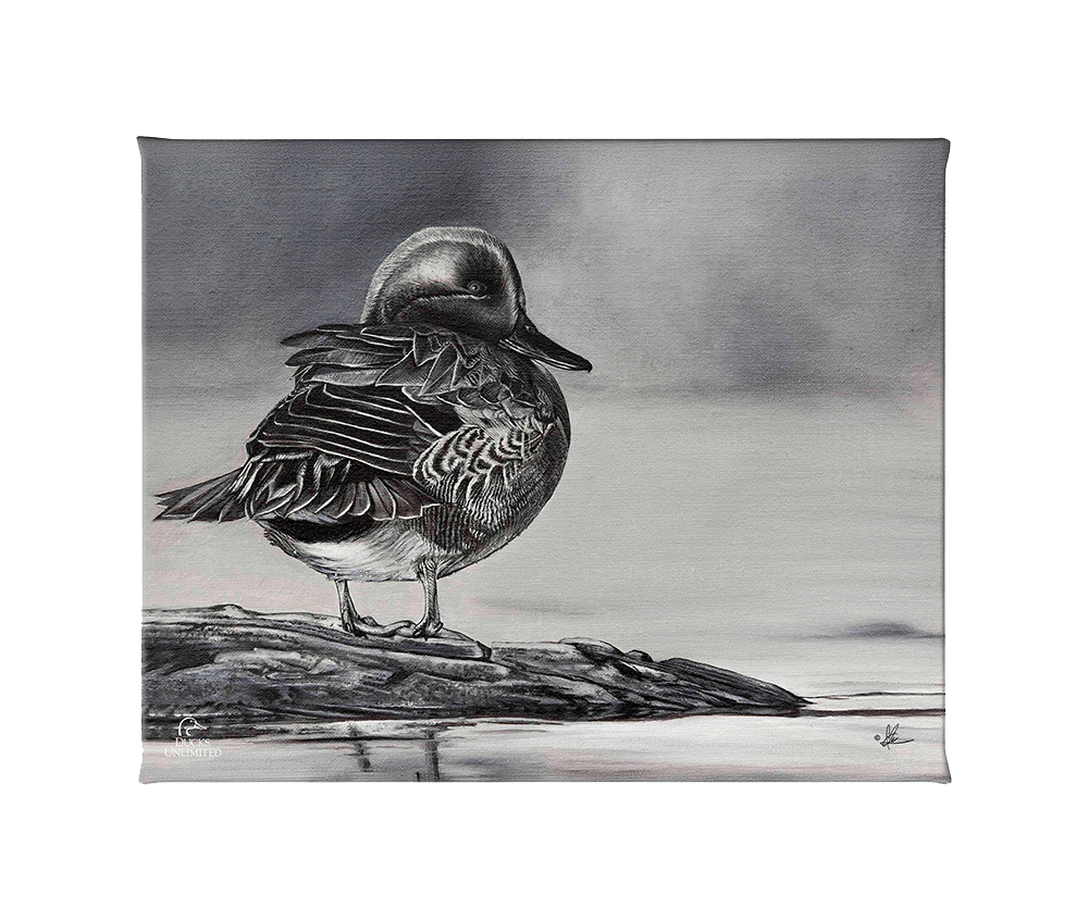 Green Winged Study Gallery Wrapped Canvas - Official Ducks Unlimited Art