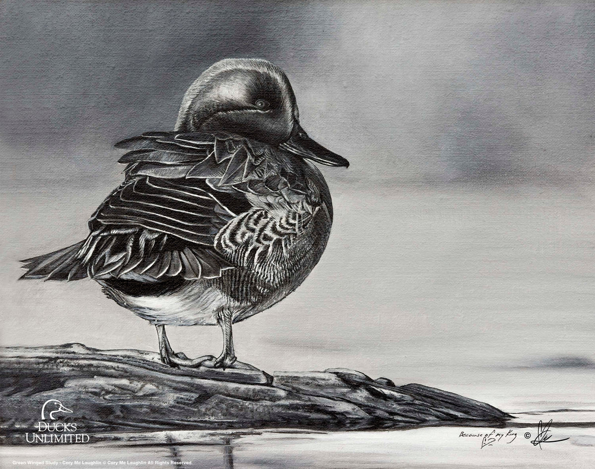 Green Winged Study Art Prints - Official Ducks Unlimited Art