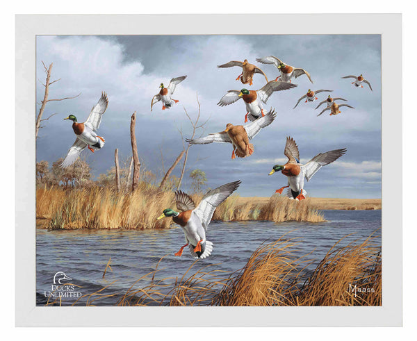 Greenhead Alert Mallards Art Prints - Official Ducks Unlimited Art