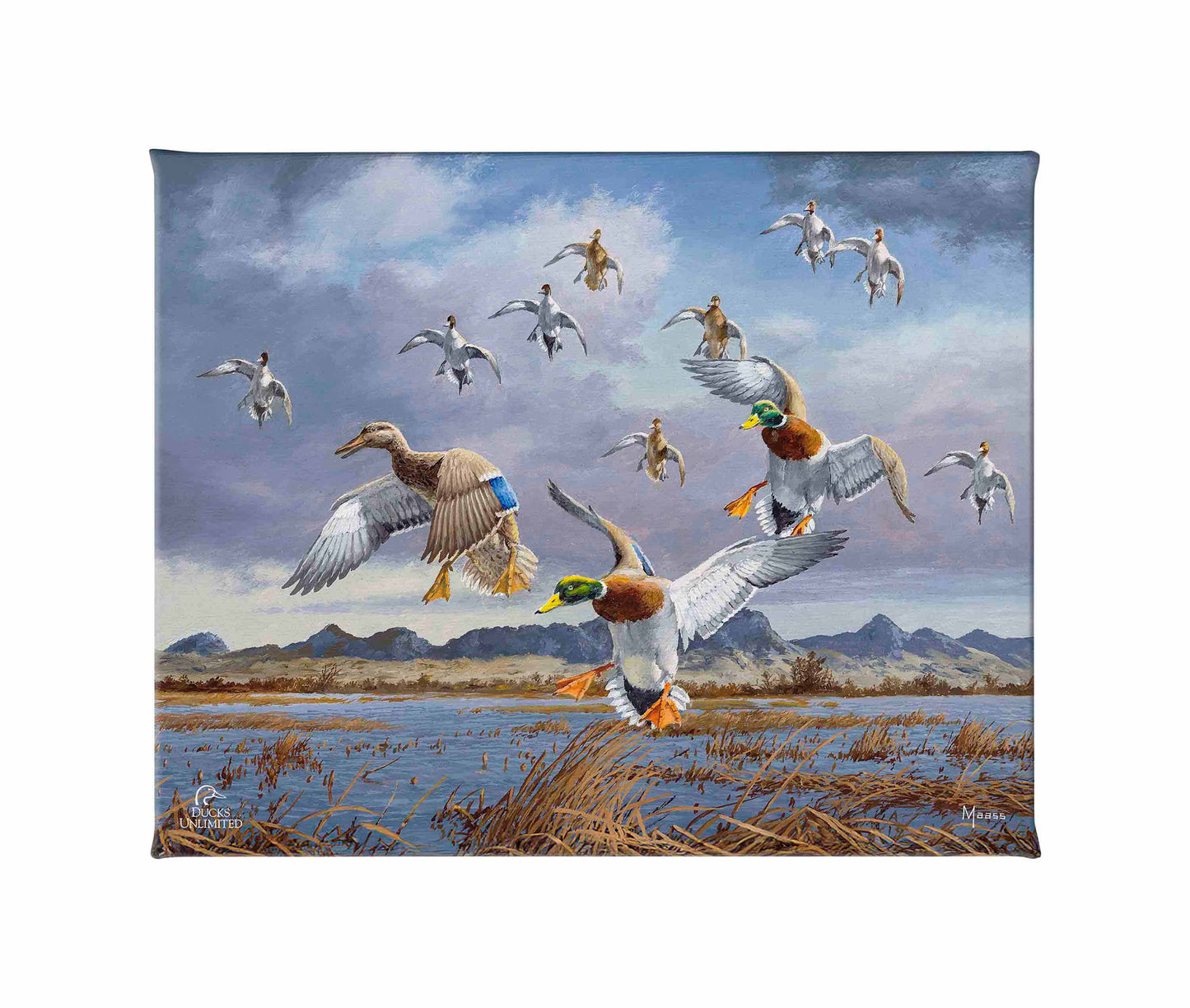 In Before the Squall - Mallards and Pintails at the Sutter Buttes Gallery Wrapped Canvas - Official Ducks Unlimited Art