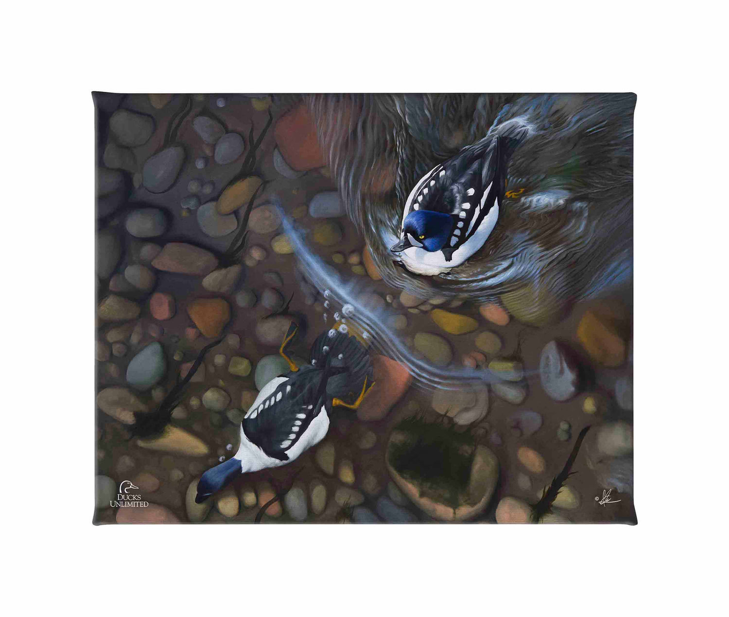 Lamar River Divers Gallery Wrapped Canvas - Official Ducks Unlimited Art