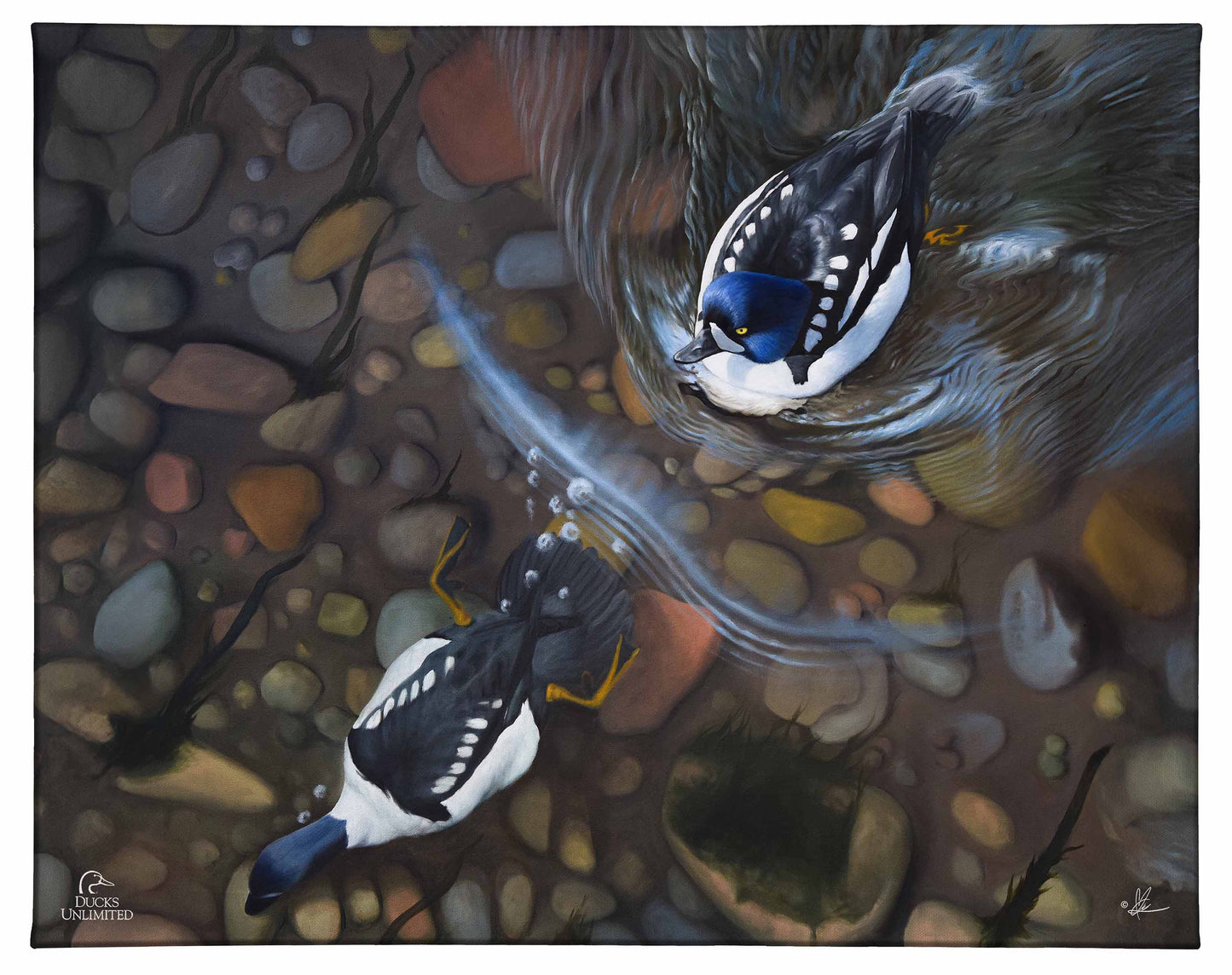 Lamar River Divers Gallery Wrapped Canvas - Official Ducks Unlimited Art