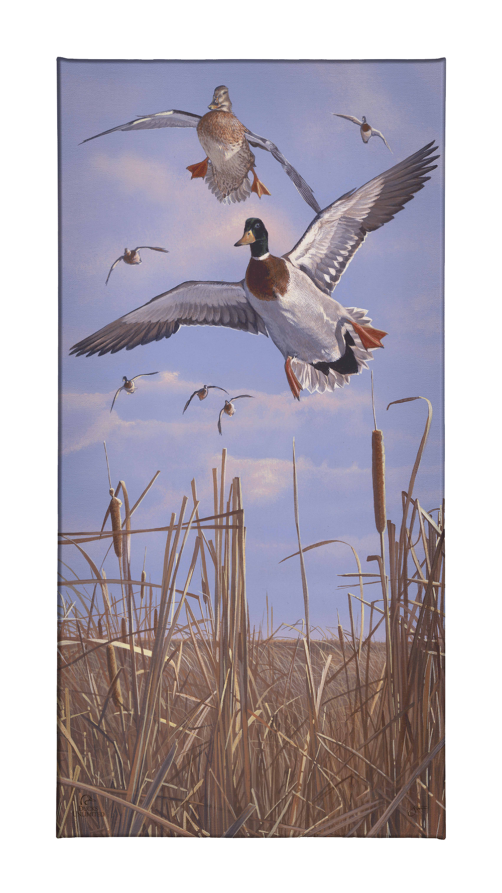Mallards 'n' Cattails Gallery Wrapped Canvas - Official Ducks Unlimited Art