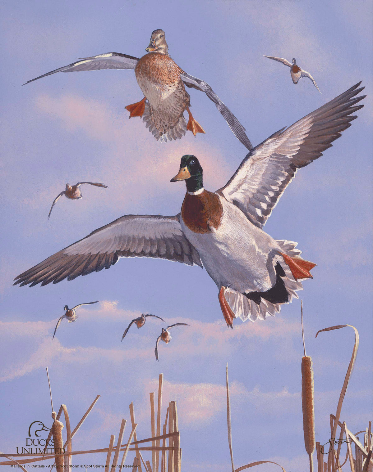 Mallards 'n' Cattails Art Prints - Official Ducks Unlimited Art