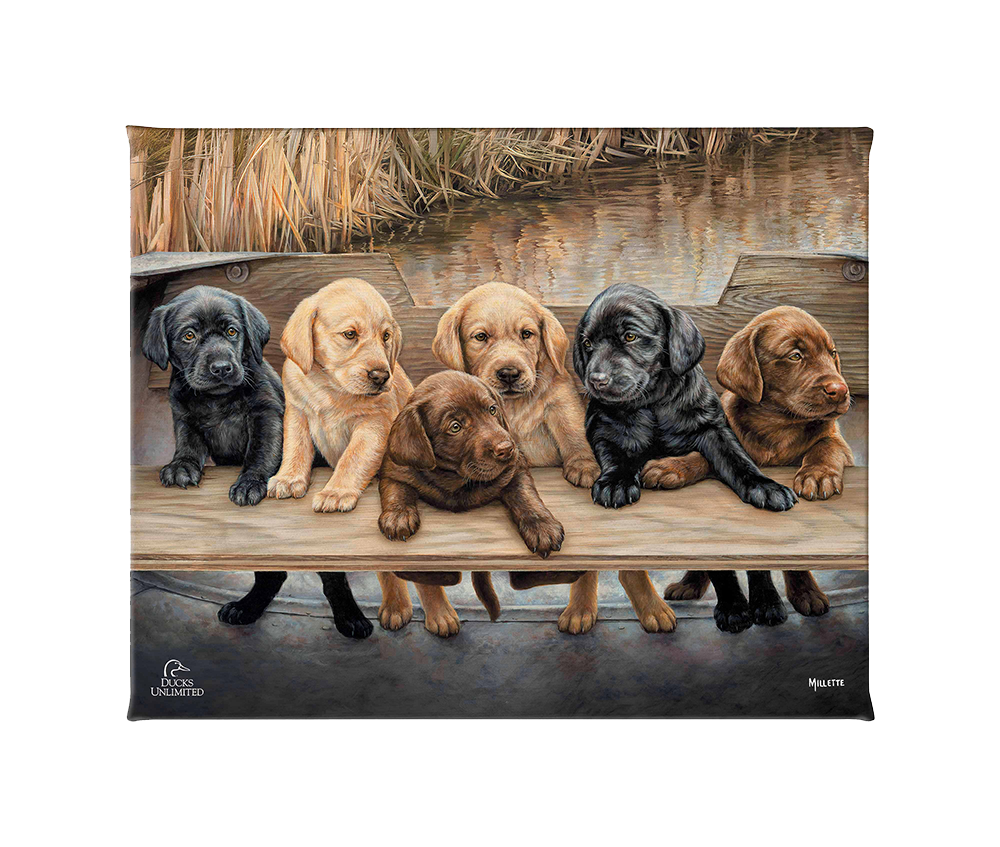 More Hands on Deck Gallery Wrapped Canvas - Official Ducks Unlimited Art