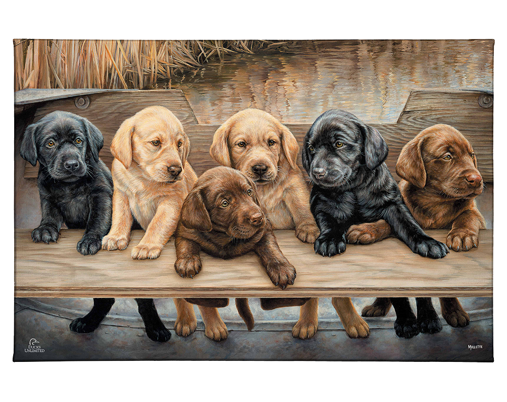 More Hands on Deck Gallery Wrapped Canvas - Official Ducks Unlimited Art