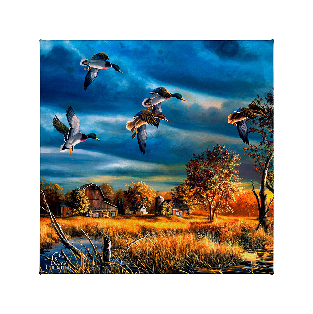 Morning Mallards Gallery Wrapped Canvas - Official Ducks Unlimited Art