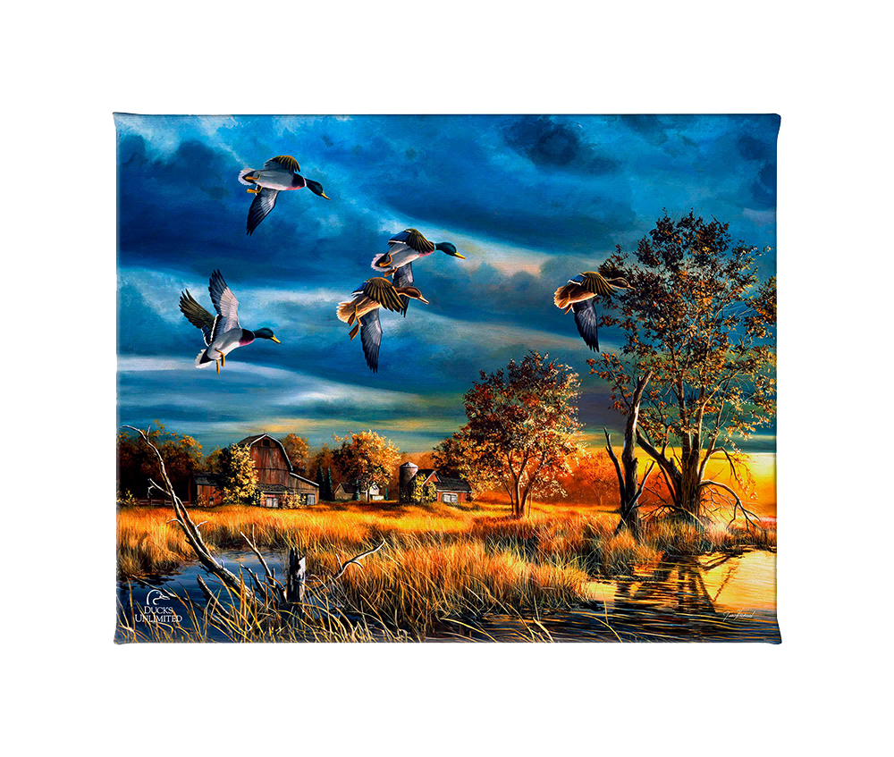 Morning Mallards Gallery Wrapped Canvas - Official Ducks Unlimited Art